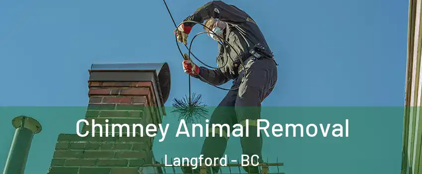  Chimney Animal Removal Langford - BC